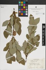 Foto von Salix lanata subsp. lanata L.